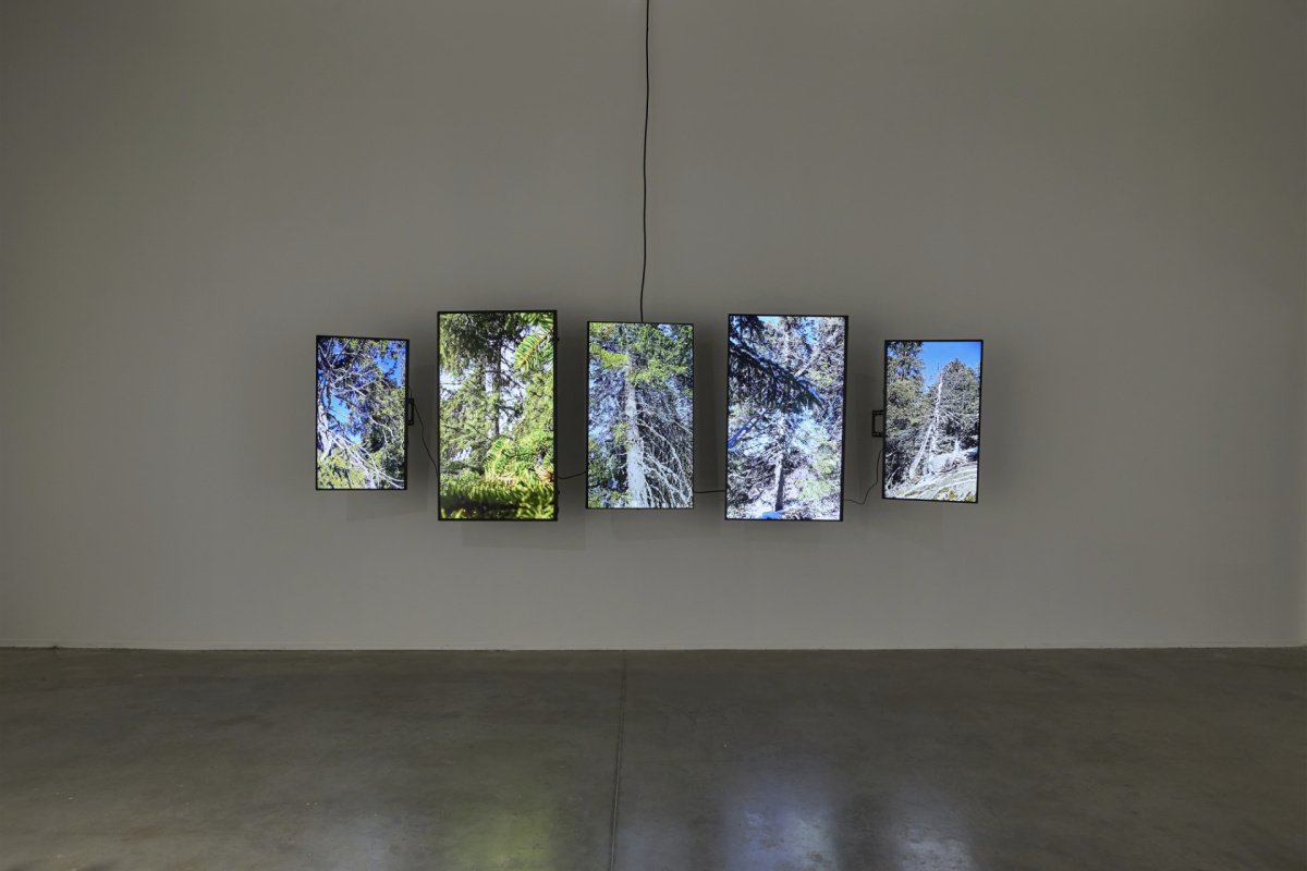 From the Wind's Perspective