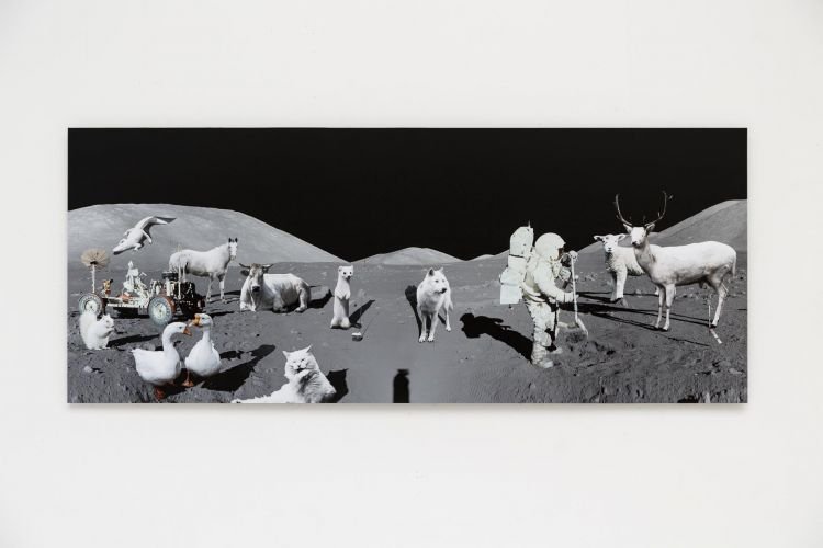 Apollo Albino Programme